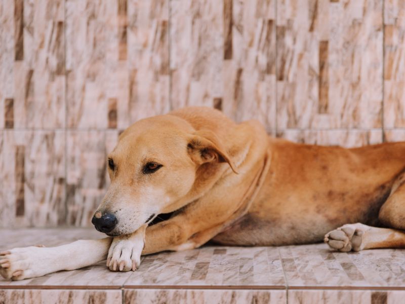 genetica-cachorro-4