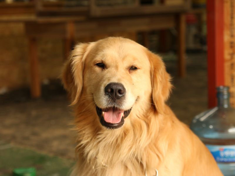 dna-cachorro-2