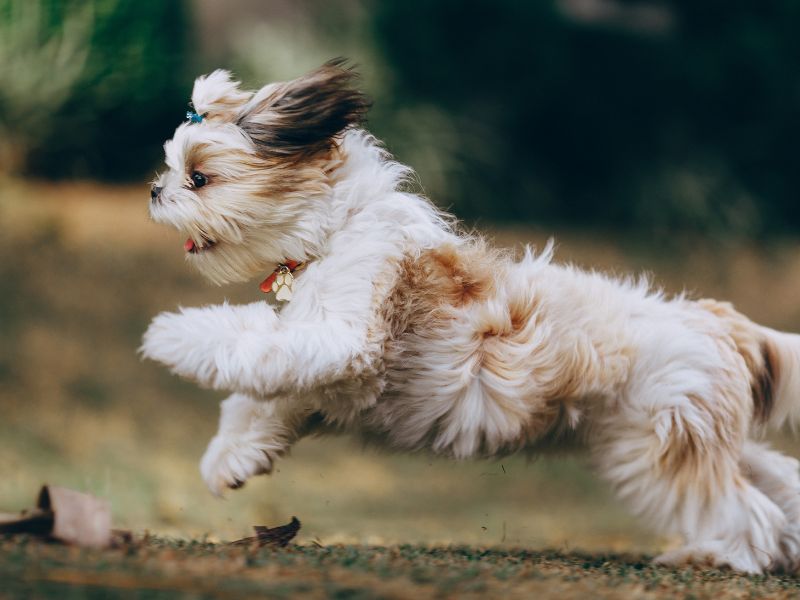 como-saber-se-o-shih-tzu-e-puro_-3