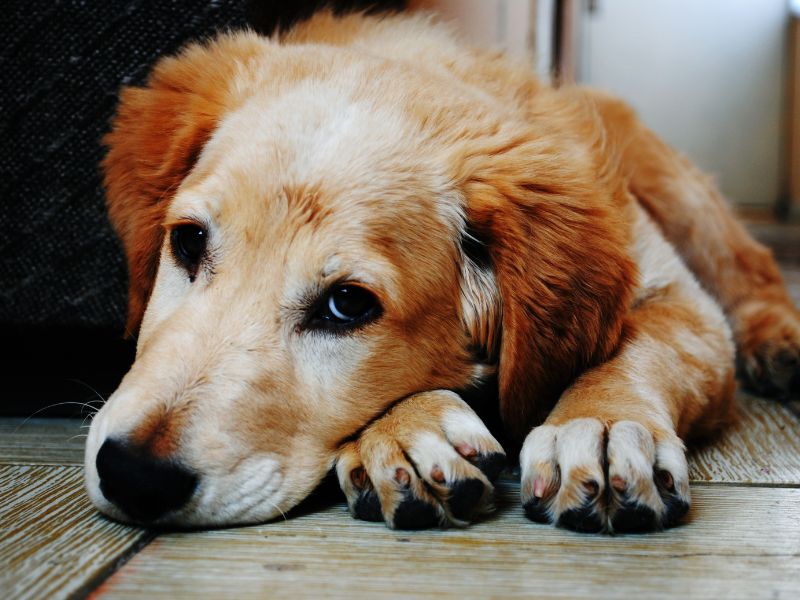 verme-do-coracao-de-cachorro-3