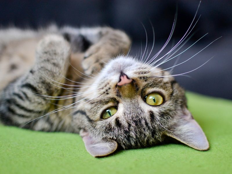 teste-genetico-para-gatos-2