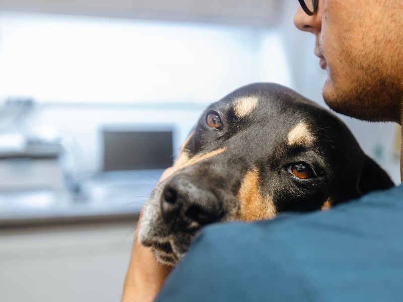 verme-do-coracao-de-cachorro