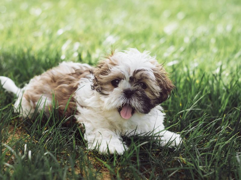 como-saber-se-o-shih-tzu-e-puro_