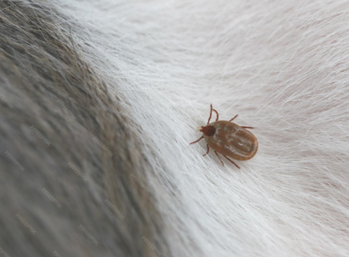 doenca-do-carrapato-tem-cura-02