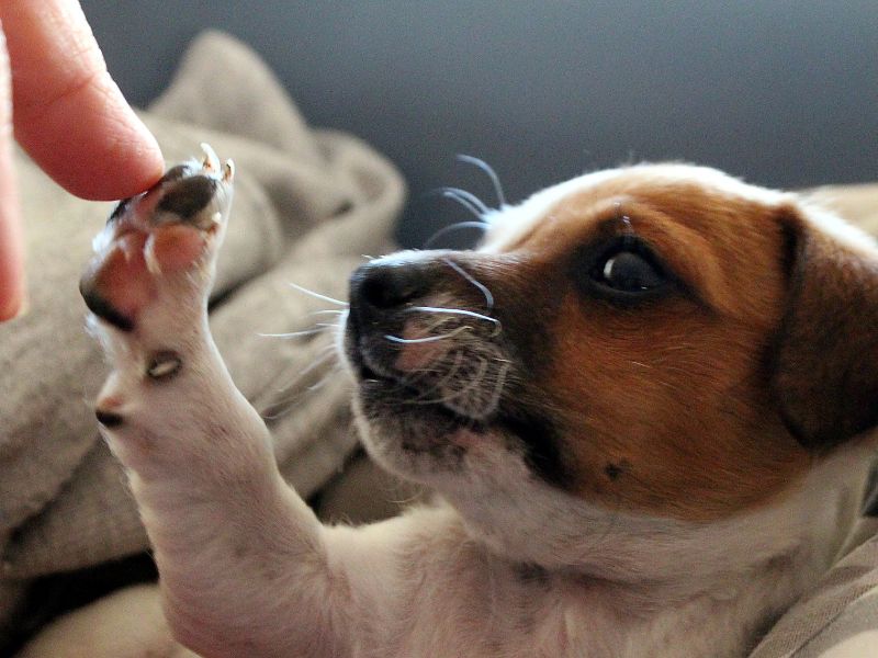 teste-genetico-para-cachorro-3