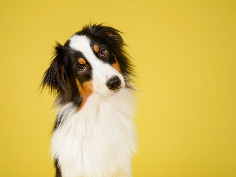 endogenia-canina-4