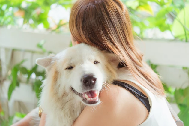 Cachorro caramelo com óculos e livro