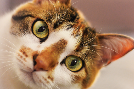 Garota sorrindo utilizando um tablet