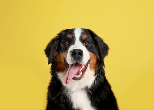 cachorro com pelo espesso e multicolorido (preto, branco e marrom)